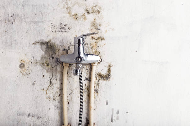 Best Fast Mold Removal  in Flower Hill, MD