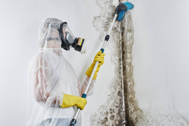 Best Residential Mold Removal  in Flower Hill, MD