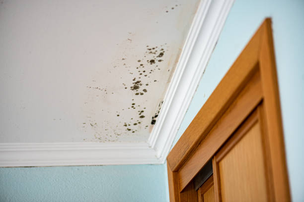Best Mold Removal Company Near Me  in Flower Hill, MD