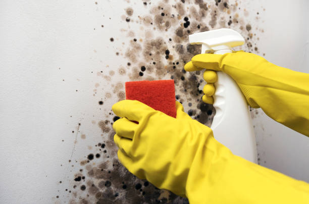 Professional Mold Removal in Flower Hill, MD