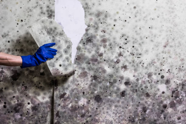 Best Mold Testing  in Flower Hill, MD