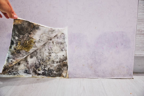 Best Commercial Mold Removal  in Flower Hill, MD